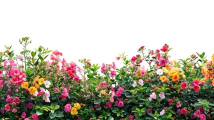 Fototapeta premium Colorful flowers against white background