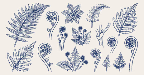 New Zealand fern leaf doodle background, silver fern line art pattern, organic forest sketch illustration, botanical foliage seamless texture, native plants icon set, nature growth elements wallpaper, © Geetaroy