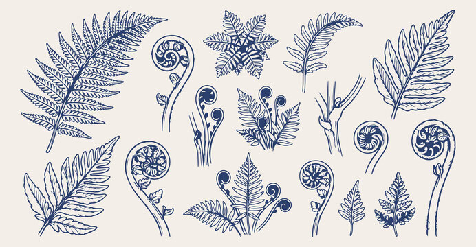 New Zealand fern leaf doodle background, silver fern line art pattern, organic forest sketch illustration, botanical foliage seamless texture, native plants icon set, nature growth elements wallpaper,