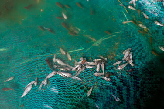 Dead Tilapia Fingerlings in Hatchery Net &ndash; Aquaculture Mortality Monitoring and Fish Health Management