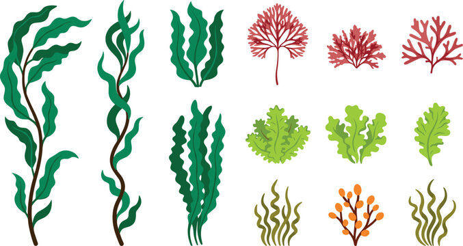 Underwater marine kelp and seaweed vector illustration set featuring green, red, brown algae species, sea lettuce, coral elements, and ocean plants for nature designs
