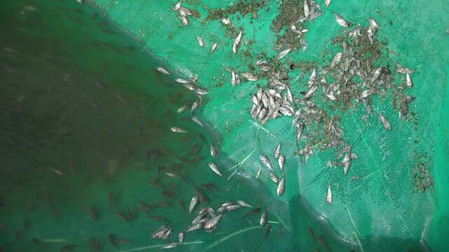 Dead Tilapia Fingerlings in Hatchery Net &ndash; Aquaculture Mortality Monitoring and Fish Health Management