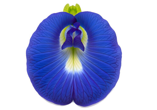 Vibrant Blue Butterfly Pea Flower Bloom Isolated on White Background