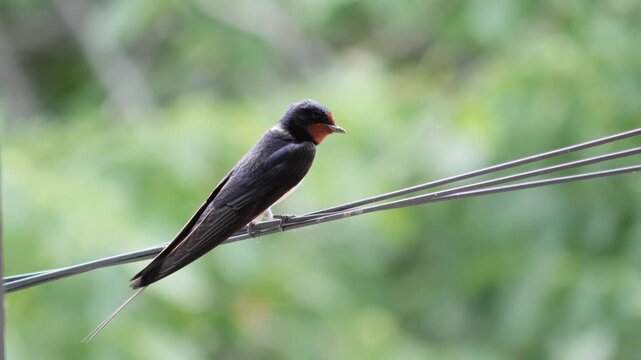 Close-up of a small swallow bird perched on a cable looking around.
