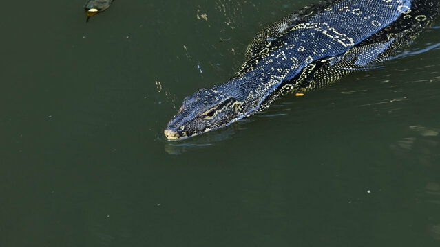 Monitor Lizard Swimming Through Murky Water in Byron Bay Australia
