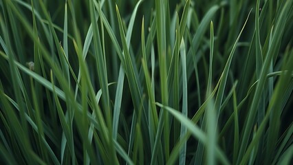 Fototapeta premium Close-up of slender ryegrass blades creating a dense pattern of green lines.