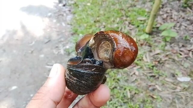 Detailed macro video of freshwater apple snails breeding behavior on hand