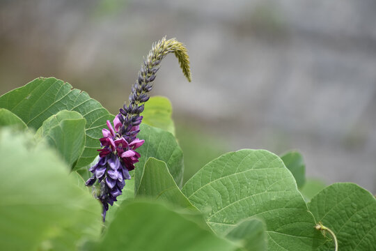 葛の花