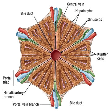 Detailed medical illustration of liver lobule anatomy with sinusoid hepatocytes research