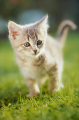 Obraz premium A curious grey kitten strolls through soft, green grass