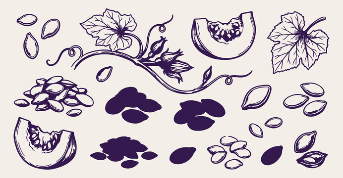 Autumn garden pumpkin doodle background, squash harvest line art pattern, Thanksgiving holiday sketch illustration, organic farm seamless texture, slice vegetable icon set, fall season elements wallpa