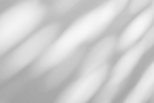 Abstract natural tree branch leaves shadow on white wall background