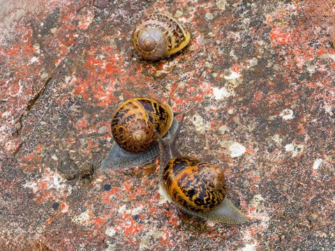 Garden snails (Cornu aspersum) with greyish body, central line on head, shells with yellowish and light brown patterns, Common terrestrial gastropods in Occitanie move on damp stones.

