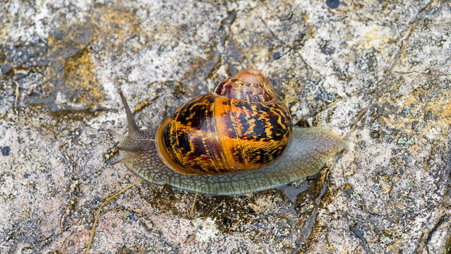 (Cornu aspersum) Garden snail, common terrestrial gastropod with convex golden brown shells, pale brown and yellow-orange bands with dark spirals move on a stone

