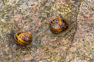 (Cornu aspersum) A pair of garden snails with greyish-brown bodies, yellow and golden-brown patterned shells, and tentacles raised above their heads, perched on a rock © Marc