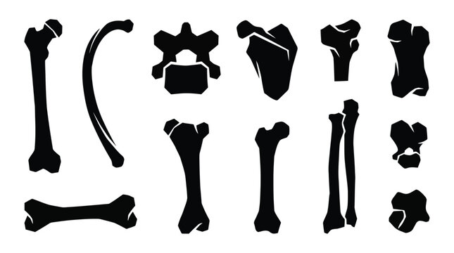 Set of human bones silhouettes anatomical collection of skeletal parts including femur, rib, vertebrae, scapula, humerus, radius, ulna, and skull fragments