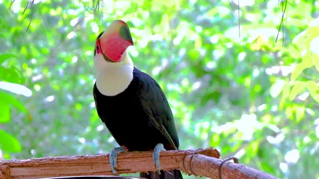 Toco toucan colorful bird in tropical nature jungle of Brazil.