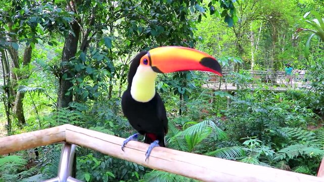 Toco toucan colorful bird in tropical nature jungle of Brazil.