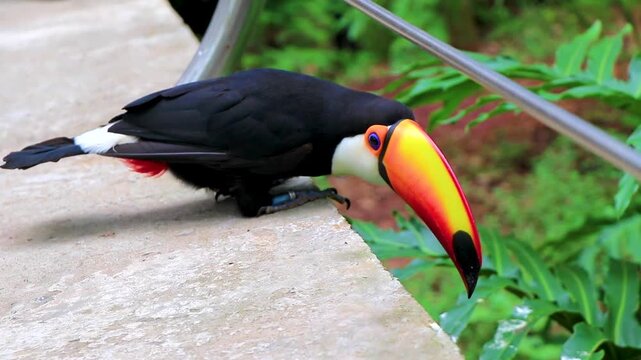 Toco toucan colorful bird in tropical nature jungle of Brazil.