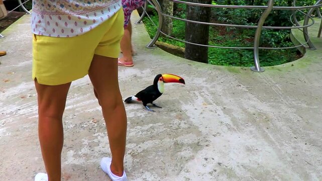 Toco toucan colorful bird in tropical nature jungle of Brazil.