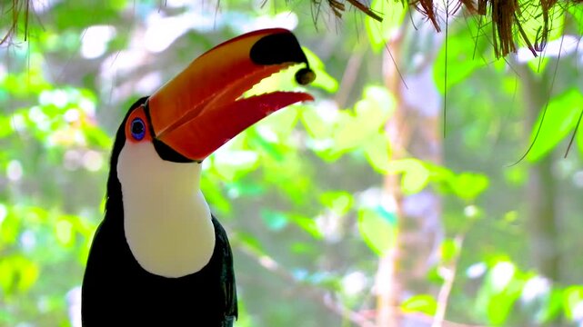 Toco toucan bird eating in tropical nature jungle of Brazil.
