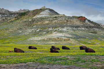 Herd of American Bison Resting in a Field of Wildflowers below the Badlands of Theodore Roosevelt National Park in North Dakota. © LMSwanson