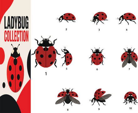 Premium Seven-Spotted Ladybug Collection &ndash; 10 Flat Graphic Vector Illustration Poses for Wildlife, Nature, Gardening and Educational Design