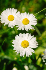 Fototapeta premium White daisy flowers blooming in green grass
