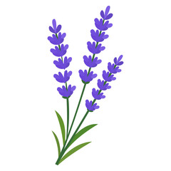 Fototapeta premium Purple Lavender Flower Herbal Botanical Illustration