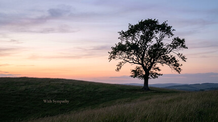 Fototapeta premium Solitary oak tree silhouette at sunset, peaceful meadow landscape with soft pink and purple sky, tranquil nature background for sympathy or meditation