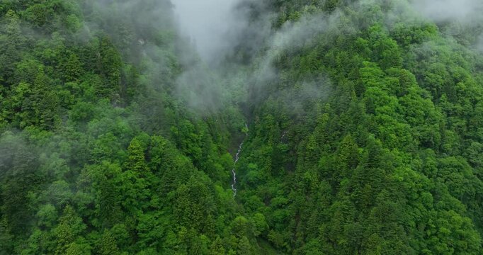 Aerial footage of arising fog in beautiful forest mountain landscape