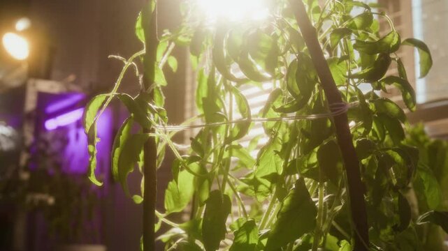 Tilt down no people shot of green plants growing under bright LED grow lights in indoor hydroponic farm. For marketing campaigns promoting smart agriculture, agritech, sustainable food production