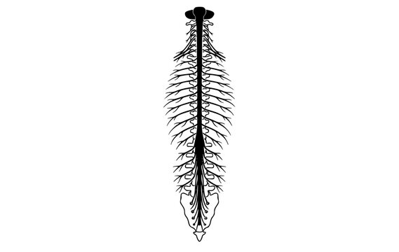 Human Spinal Cord Anatomy Medical Vertebral Column Diagram