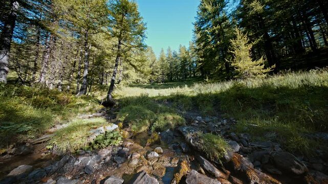 Cinematic wide angle view of small stream flowing through sunny larch forest clearing in alpine mountains.