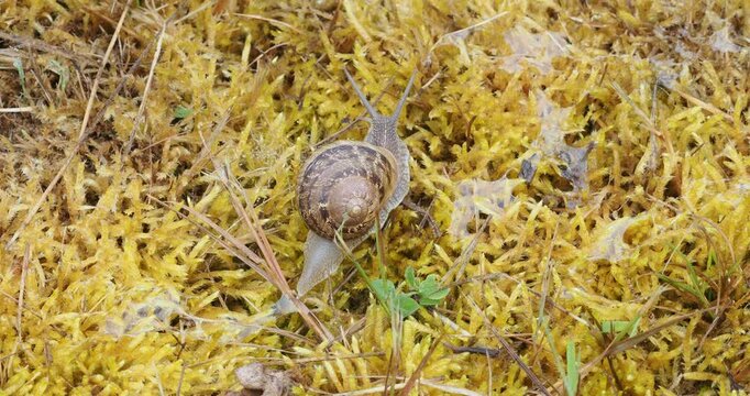 A garden snail (Cornu aspersum) moves in an undulating motion across a carpet of moss, leaving a trail of mucus behind it
