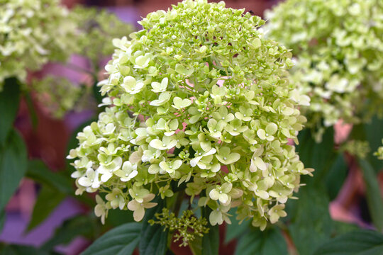 Close-up of pale green panicle hydrangea blooms with fresh petals and dark leaves in a garden setting with soft blurred background
