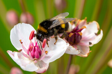 Close-up macro of a bumblebee covered with pollen feeding on delicate white and pink marsh flowers against a soft green natural background © ravital