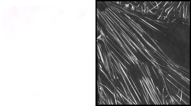 Microscopic fiber texture background, black and white scientific imaging of organic filaments, abstract monochrome structural pattern