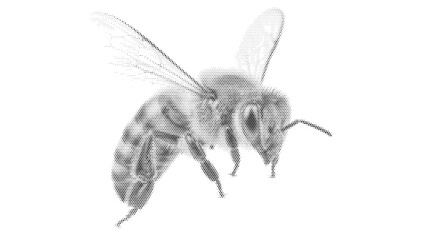 insect honeybee bee halftone bug flying wildlife animal summer spring vintage dotted stipple black white background monochrome spring © Josnara