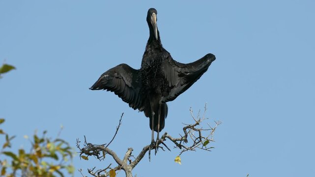 An African openbill stork (Anastomus lamelligerus) perched on a tree with open wings, Kruger National Park, South Africa
