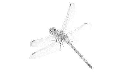 dragonfly insect winged halftone nature flying wildlife animal summer wild vintage dotted stipple black white background monochrome wild © Josnara