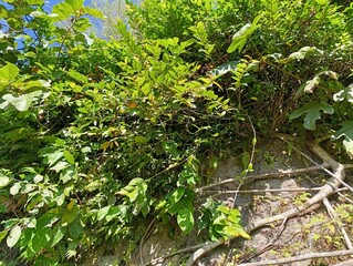 Dense green vegetation covers a rocky wall surface. Various plants and vines grow actively upwards. © Kalis
