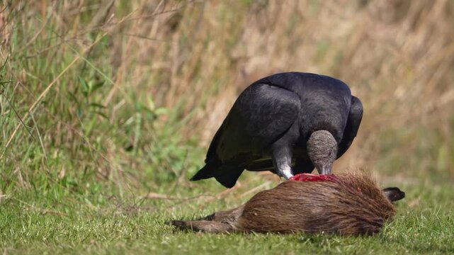 Black vulture Coragyps atratus stands over a fresh mammal carcass in open grassland, tearing at the red flesh for food in a raw scavenging behavior scene.