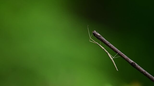 A slender stick insect resting on a dry twig, demonstrating remarkable natural camouflage against a soft green background.