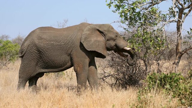 A large African elephant bull (Loxodonta africana) feeding on a tree, Kruger National Park, South Africa