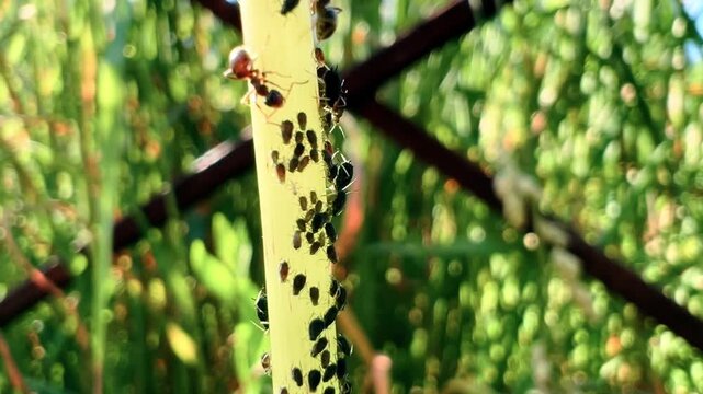 Ants moving among aphid colony on plant stem surrounded by green foliage in garden