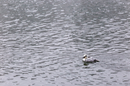 Smew (Mergellus albellus) swimming on a lake during light snowfall.
