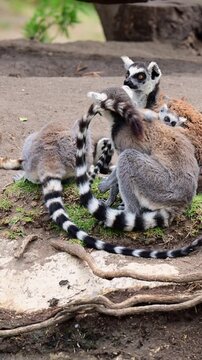 A family of lemurs carrying their offspring on their backs.