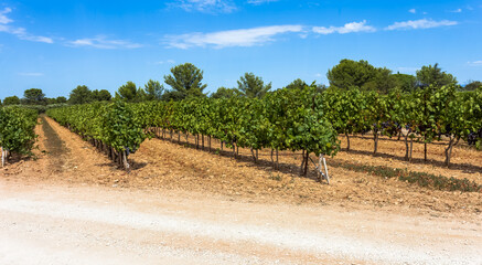 Obraz premium Vignoble de Provence 