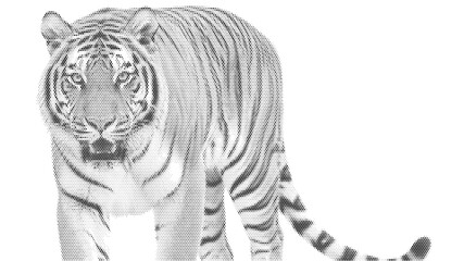 tiger cat animal wildlife halftone wild nature feline safari jungle vector illustration graphic clipart design isolated retro jungle © Josnara